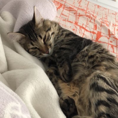 ademmm6116's profile picture. Ne Mutlu TÜRKÜM Diyene!