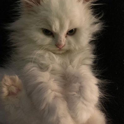 00chikistrikis's profile picture. Cursive Jest.