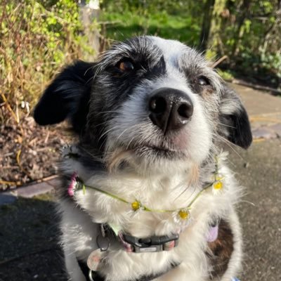 London-based RGN 👩🏼‍⚕️ Rescue dog mum 🐾 living with chronic migraine 🧠 neurospicy 🌶️