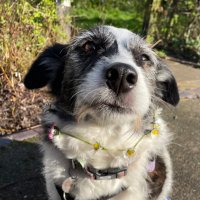 Ayesha Rose (@ayesha_newcombe) 's Twitter Profile