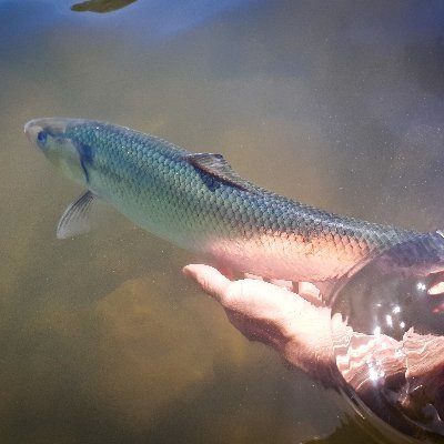 Hydrobio, gérant de SCIMABIO Interface et STREAM Innov.
