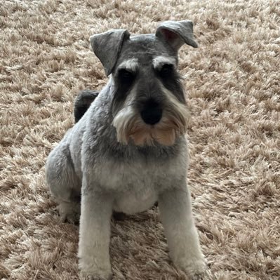 I am 4 years old. I love fish, treats, walks, barking and squeaky toys. Hate baths and being groomed. #SchnauzerGang