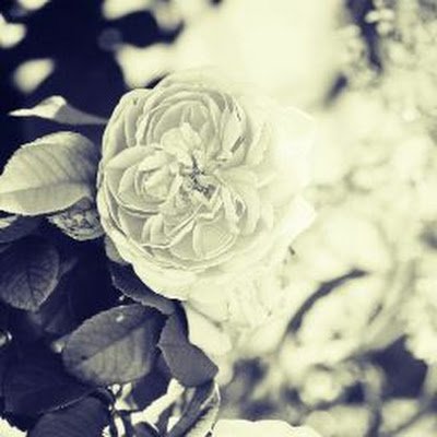 Kay_A369's profile picture. 