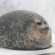 lgz_nt's profile picture. Nada :D