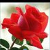 M.Khan (@mohib77971184) Twitter profile photo M.Khan (@mohib77971184) Twitter profile photo