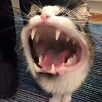 Mazel (@mazelits) 's Twitter Profile