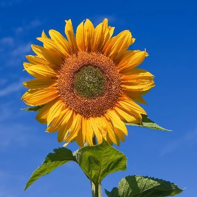 tarashuman's profile picture. I love books, and after I got cancer, I wrote one.