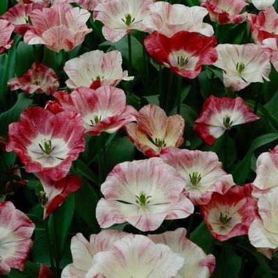 Dhruti72955638's profile picture. 