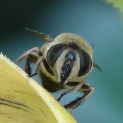 The hoverfly motion vision lab, located at Flinders University and Uppsala University