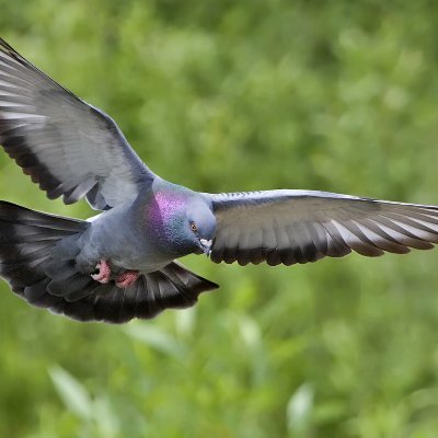 MinonMista's profile picture. a Good man