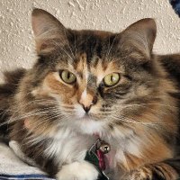 👸Callie 😼(@TheCallieCat) 's Twitter Profile Photo