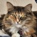 👸Callie 😼 (@thecalliecat) Twitter profile photo 👸Callie 😼 (@thecalliecat) Twitter profile photo