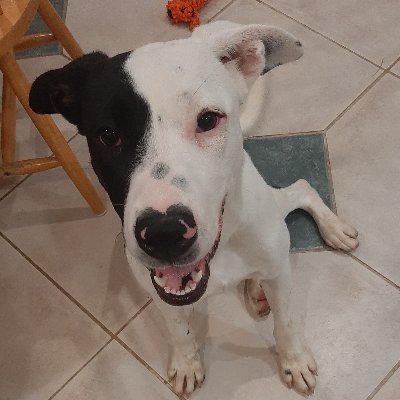 shalabama06's profile picture. 