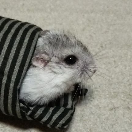 yui_starlight's profile picture. どもども。秋鯖の❀ユイ❀です✨
Heven→幕府→Noirの平和の象徴のハトさん🕊️です✨

★ユイの取説★
寂しがりやのかまちょです。
時々レジンの作品をアップしてます。
週1でジム通いしてます。

2025.08.08