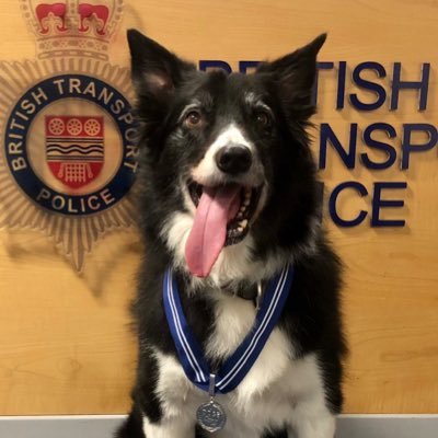 30yrs a PC in the BTP, 25 yrs as a dog handler. So institutionalised I didn’t think I could, but have now qualified as a driving instructor