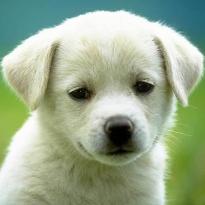 LindaLi95474338's profile picture.