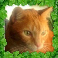 Mr. Honeybell (@wildboutbirds) 's Twitter Profile