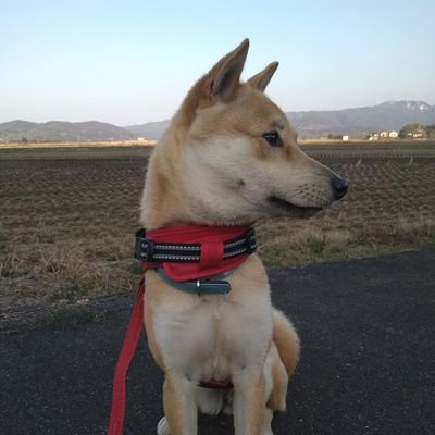 山陰柴犬のメイ（10歳）とキナコ（2歳）。
山陰柴犬育成会として、山陰柴犬を増やす活動をしています。その他にインコ2羽飼ってます。動物大好き🐶😺セーラームーン、スイーツ好き✨
さつま芋大好物🍠愛玩動物飼養管理士🐶
農業してます（梨）🌿無言フォロー失礼します💦
#山陰柴犬