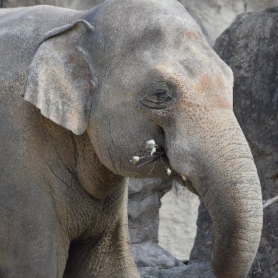 動物や動物園が大好きで、ゾウやリクガメ、有蹄類は特別な存在です。東山や豊橋、岡崎、京都に出没多め。リクガメも飼育中。
#まいにちエレファント 好評アップ中！
写真の無断転載・無断使用は固くお断りします。