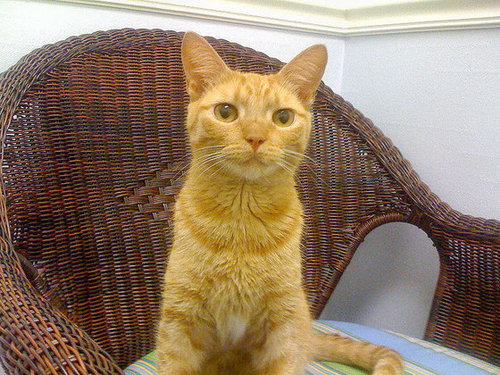 SaveSafeHarbor's profile picture. 