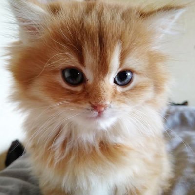 aya____420's profile picture. パレオな女 ♡美肌飯 ♡アンチエイジング ♡健康オタク♡iHerbコード:CNE9827   仲良し兄弟とらandふく