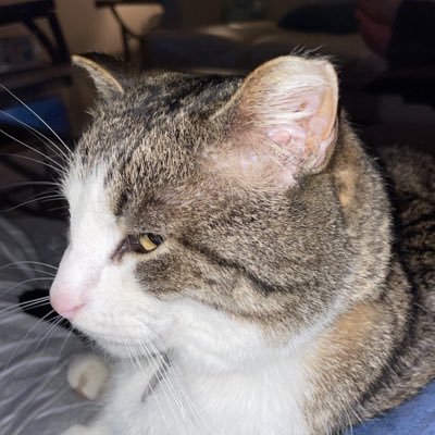 lilbear0316's profile picture. 