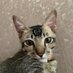 lily 😼 (@lilymyboy) Twitter profile photo lily 😼 (@lilymyboy) Twitter profile photo