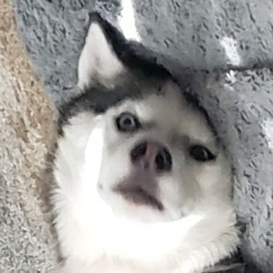 Bluespyre's profile picture. 30 | He/Him | Twitch | Slumber | Mostly retweets and pics of my dog