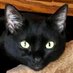 Black Cat (@BlackCatSharon) Twitter profile photo