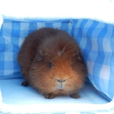 Creator of fabric small animals beds in the UK, inspired by my own guinea pigs, tried and tested by them, available to post worldwide. Not just for guinea pigs