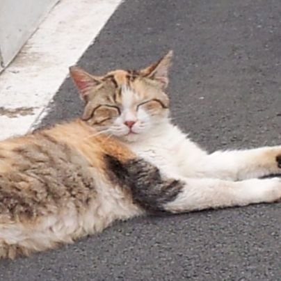 morira0818's profile picture. 適当につぶやいてます