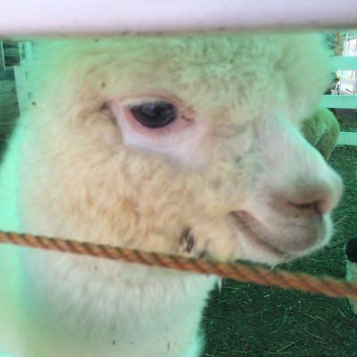 *Twitter再開しました*ソシャゲ関係の話題も集めてます✌︎('ω'✌︎ ) 面白そうな情報をリサーチ⁂リサーチ( ˊ̱˂˃ˋ̱ )