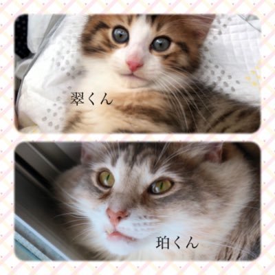 OlGusan's profile picture. 琥珀色の猫、珀（はく）君 2020/7/15生 ハチワレ・ソックスの、璻（すい）君2021/4/9/生 黒猫白くつ下、シャルメリちゃん2023/4/10生 ※ノル猫好き夫婦アカです!愛猫自己満撮影😆無言フォロー歓迎!#ノルウェージャンフォレストキャット #アンバー #子猫 #イケメン猫 #ハチワレ #サイベリアン