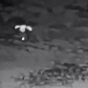 肌色サラマンダー (@hada_sala) Twitter profile photo