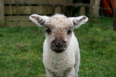 internsheep's profile picture. Internsheep believes interns, employers, post-secondary institutions and government agencies can ensure that internships in Canada are accessible and legal.