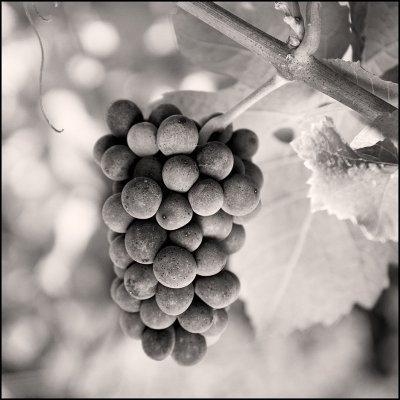 Est. 2005 Burgundian Domaine and progressive, artisanal micro-nègociant. Producing biodynamic & organic wine of the highest quality. Regenerative viticulture.