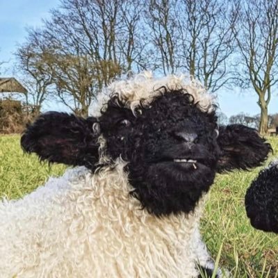 RockyadventureA's profile picture. 