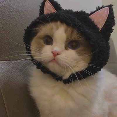 bobbycute1111's profile picture. Fl insta:https://t.co/RmKKl1KIIT.  Không HF, không có mặt em không rep ạ💋