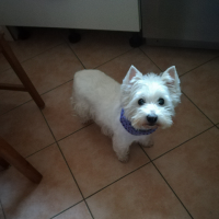 Karin Westphal (@westphalkarin1) 's Twitter Profile Photo