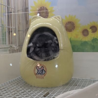 どらたまさんのプロフィール画像