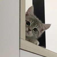 แมวเหมียว (@mazterylv0) 's Twitter Profile Photo