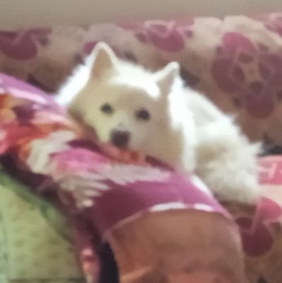 DevPuru1's profile picture. 