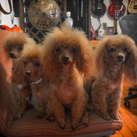 4 Dog Studio Productions (@4dsproductions) 's Twitter Profile