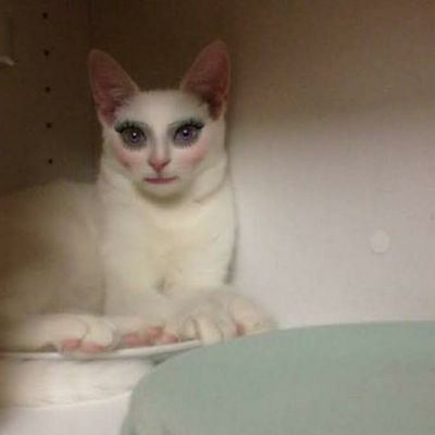 gioyoshi's profile picture. coffee drinker, cat lover.... dueña y señora de GBtallercreativo.. ; )