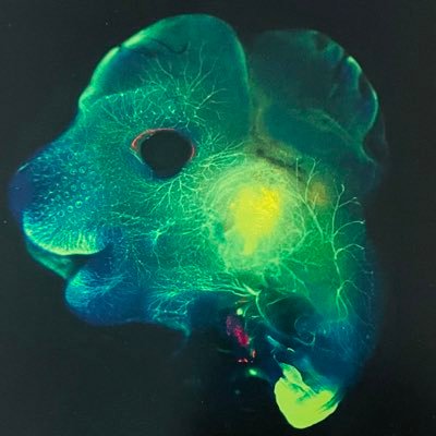 BrugmannLab Profile