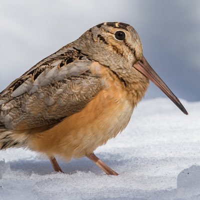 SwoogityBird's profile picture. It’s me, Swoogity Bird :) I’m a big fan of birbs, and also a lot of other dumb shit. I stream pretty often, and I’m also trying to get better at makin stuff