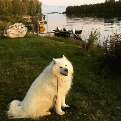 rsn91anKarlsson's profile picture. @playgroundsosrs