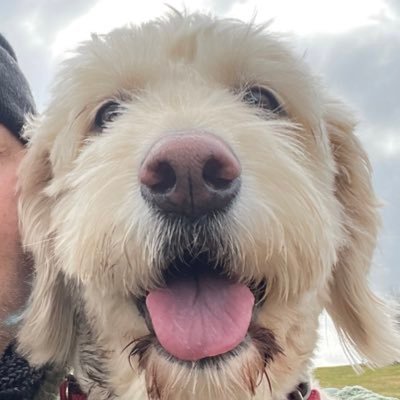 Fun loving 4 1/2 year Old GoldenDoodle #sisterAyla #lovemywalks #lovetreats