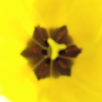 Rose (@rose_frank1) Twitter profile photo