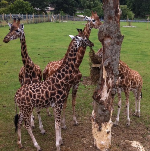 Smellwardrobe's profile picture. Drama teacher and head of Year. Mum to a big ginger monster. Also massive music and sport fan!